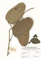藏品(Discorea ceerhosa Lour)的圖片